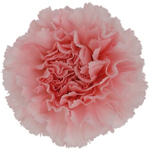 Срезанные цветы оптом Dianthus st doncel от 240шт из Голландии с доставкой по России