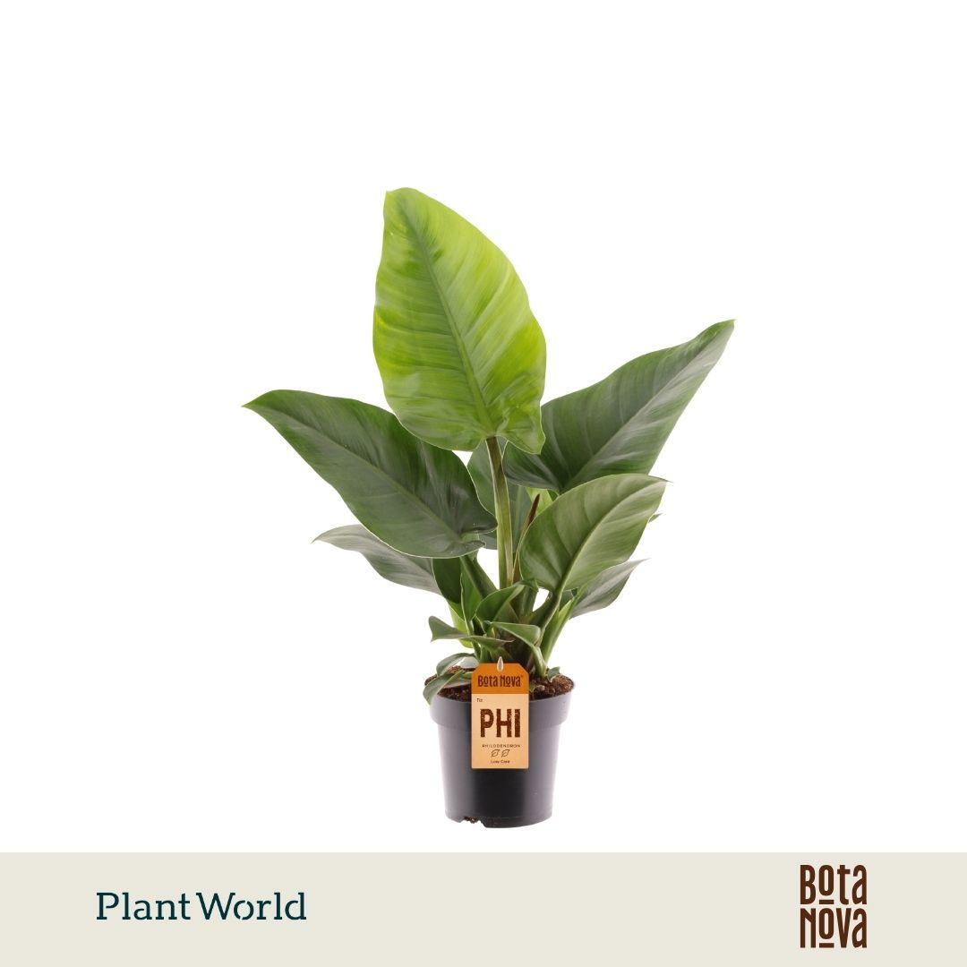 Горшечные цветы и растения оптом Philodendron Imperial Green от 7шт из Голландии с доставкой по России