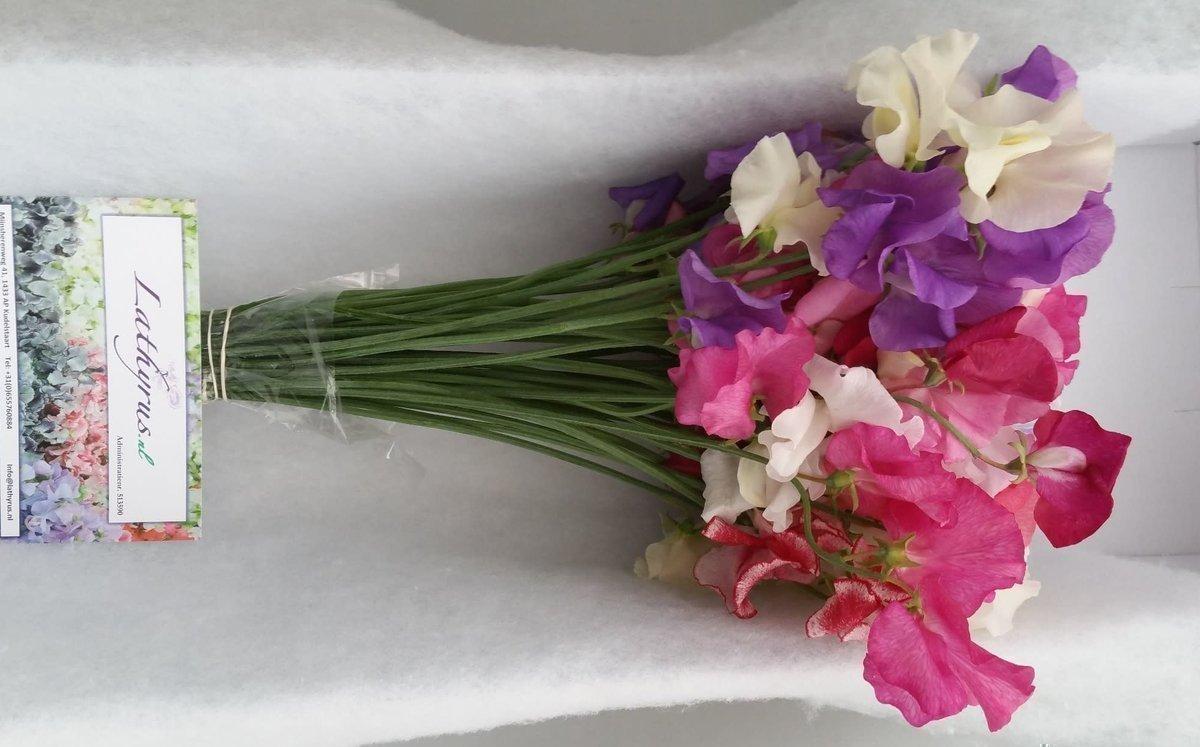Срезанные цветы оптом Lathyrus mix in bunch от 30шт из Голландии с доставкой по России