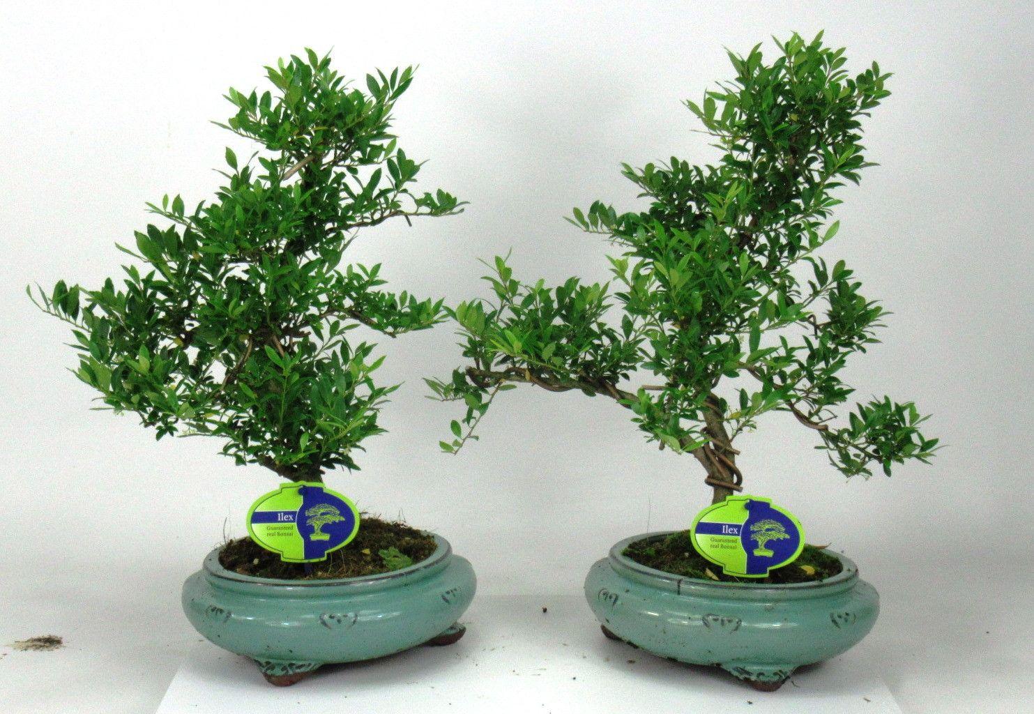Горшечные цветы и растения оптом Bonsai Ilex Crenata от 2шт из Голландии с доставкой по России