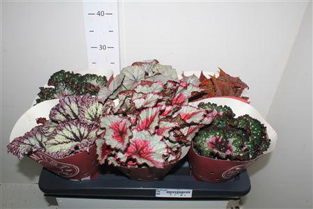 Горшечные цветы и растения оптом Beg Bel Gem P13 от 6шт (для телеги) из Голландии с доставкой по России