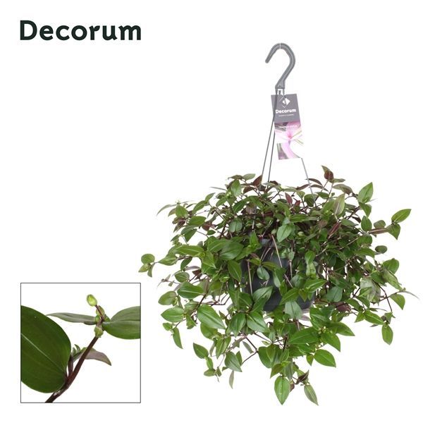 Горшечные цветы и растения оптом Tradescantia Green Hill Hangpot (decorum) от 6шт из Голландии с доставкой по России