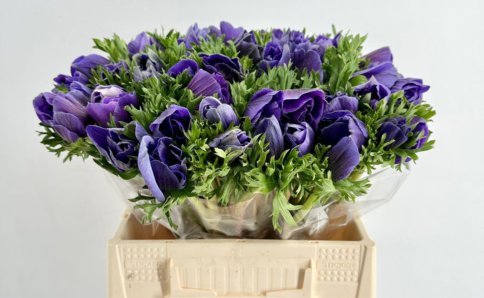 Срезанные цветы оптом Anemone mistral plus blue от 50шт из Голландии с доставкой по России