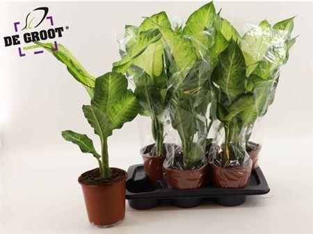 Горшечные цветы и растения оптом Dieff Ov Bravo от 6шт из Голландии с доставкой по России