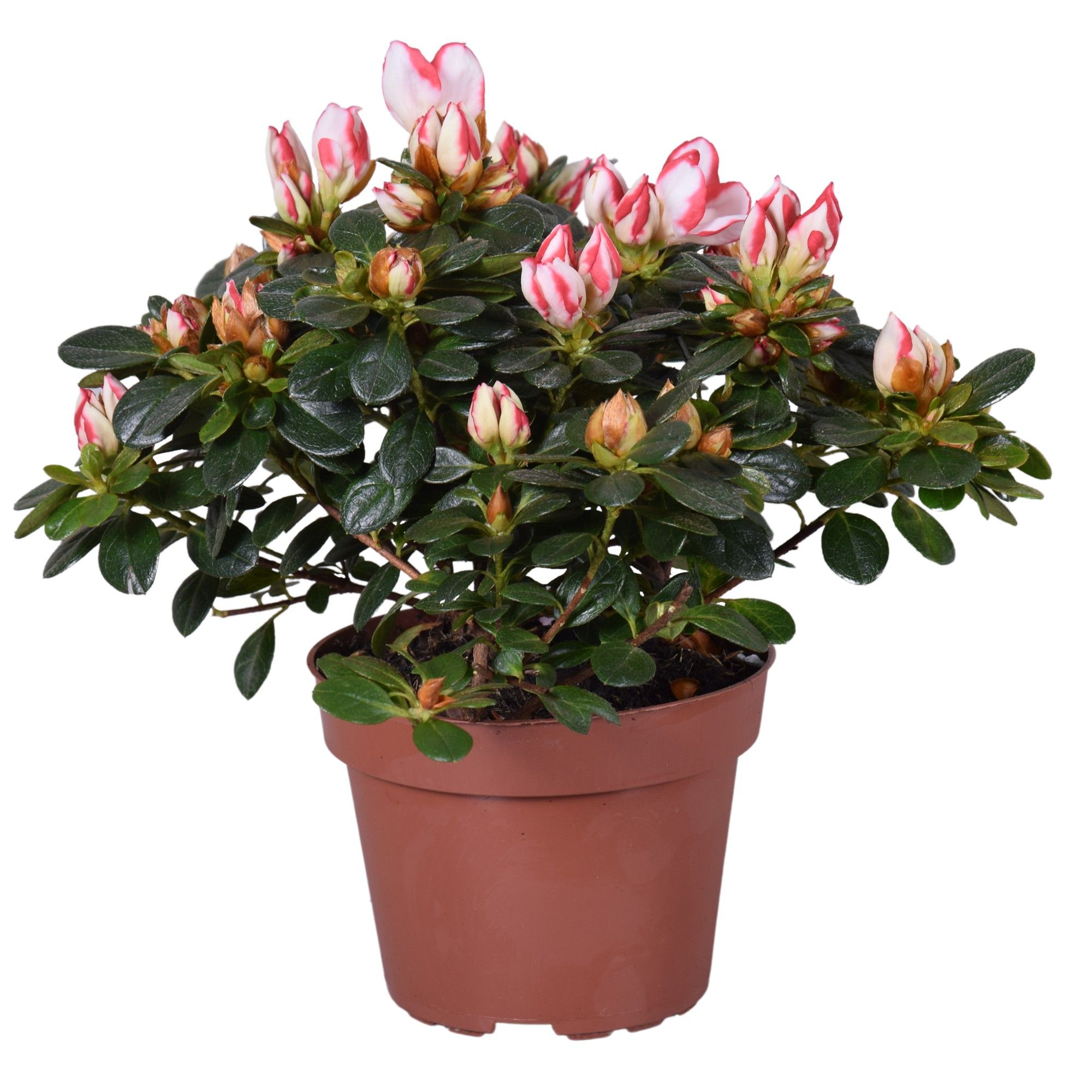 Горшечные цветы и растения оптом Azalea Sachsenstern от 8шт из Голландии с доставкой по России