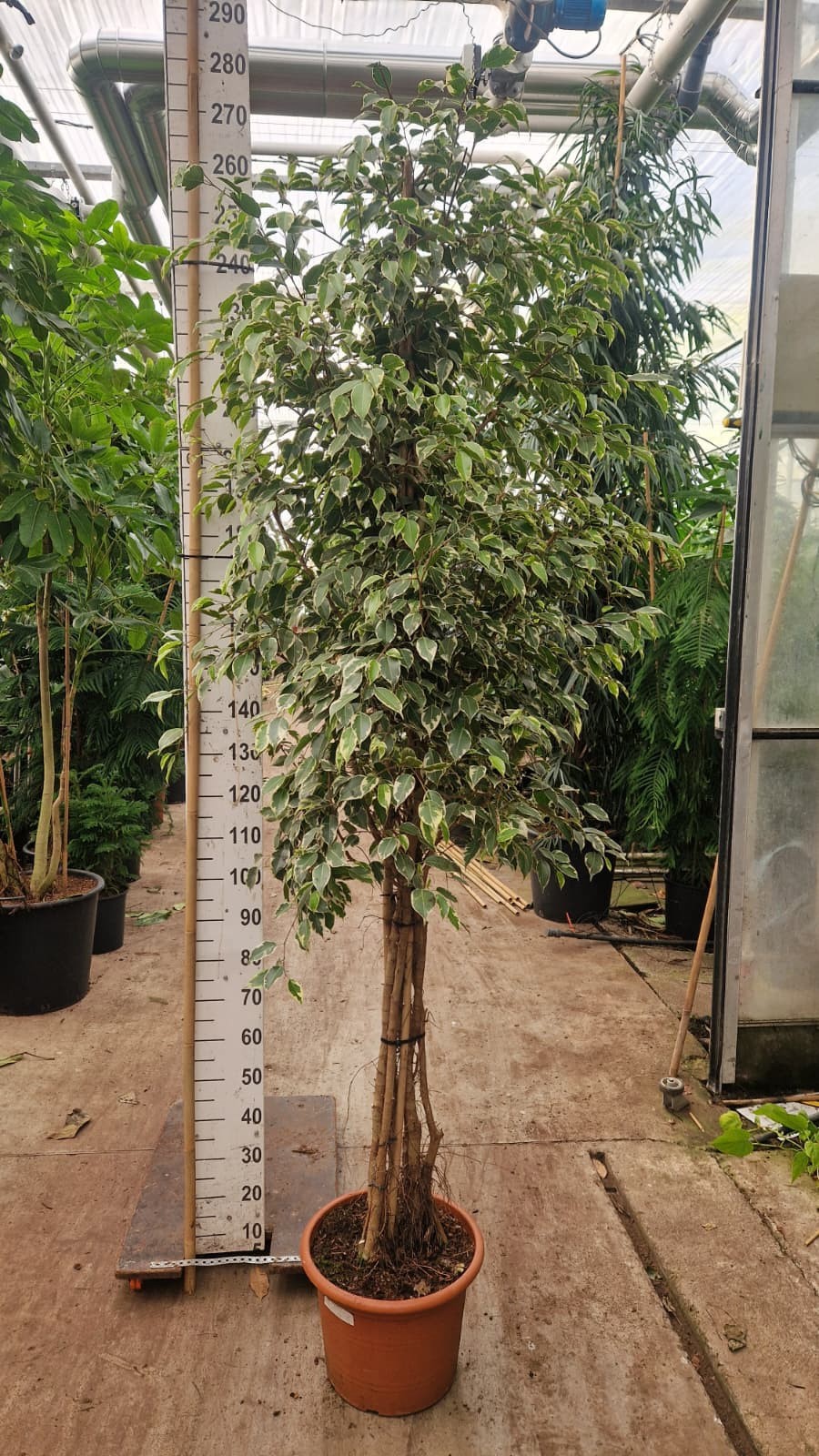 Горшечные цветы и растения оптом Ficus Benjamina Golden King Multistam от 1шт из Голландии с доставкой по России