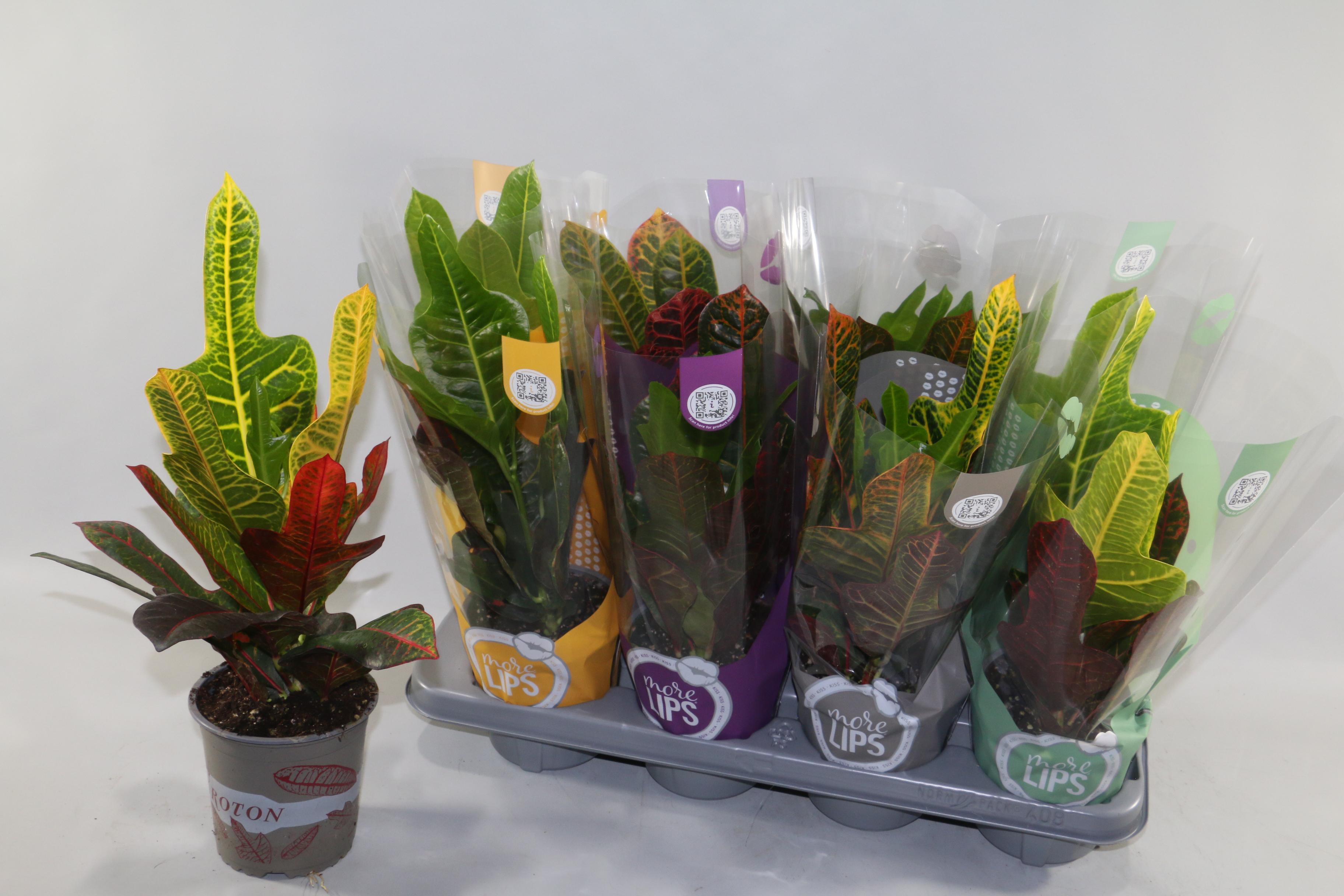 Горшечные цветы и растения оптом Cod Gr Excellent от 8шт из Голландии с доставкой по России