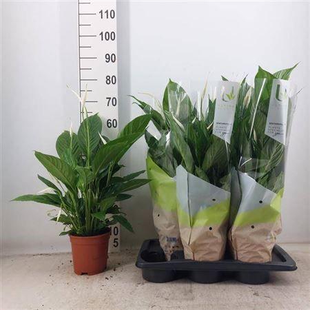 Горшечные цветы и растения оптом Spath Vivaldi 5+ 17cm Pot от 6шт из Голландии с доставкой по России