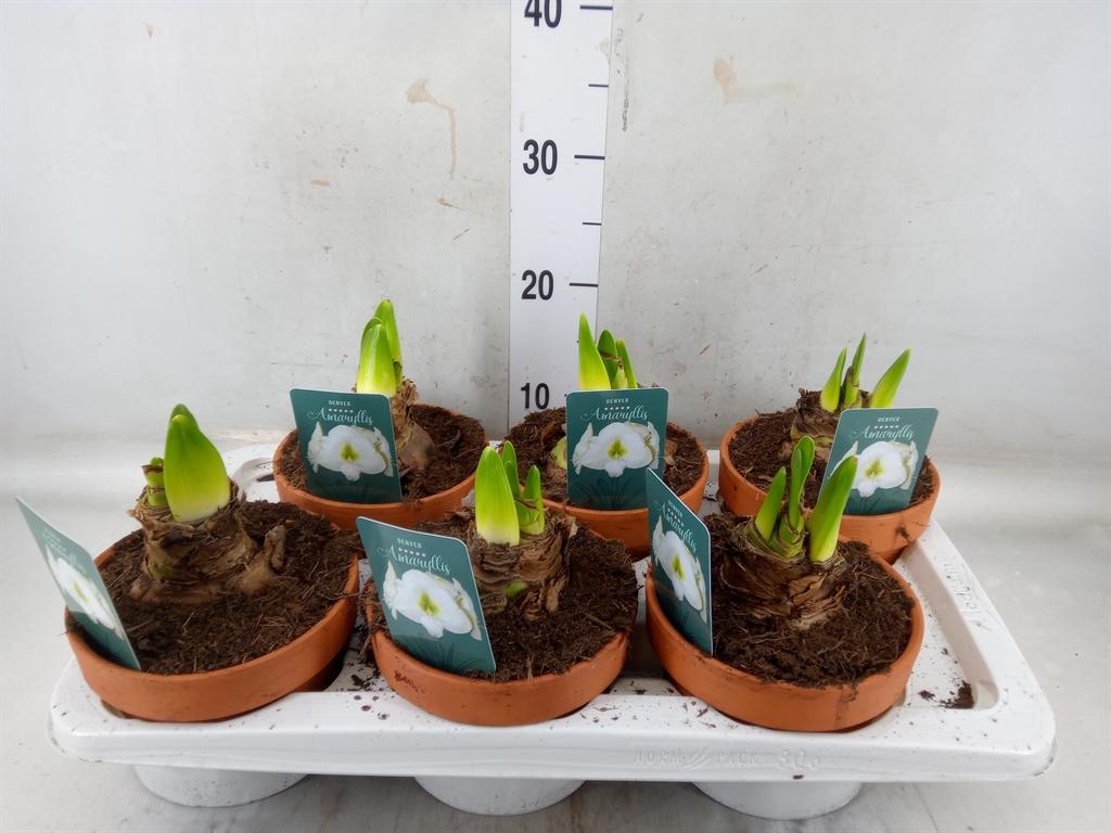 Горшечные цветы и растения оптом Hippeastrum   ... от 6шт из Голландии с доставкой по России