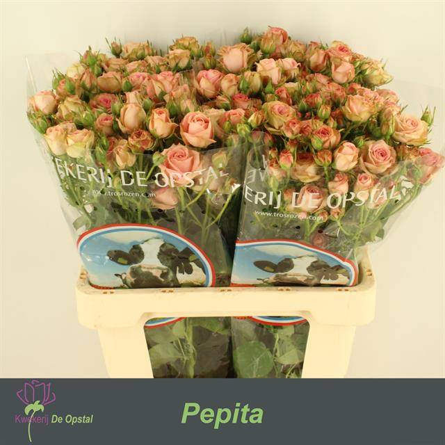 Срезанные цветы оптом Rosa sp pepita от 30шт из Голландии с доставкой по России