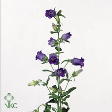 Срезанные цветы оптом Campanula medium champion blue от 50шт из Голландии с доставкой по России