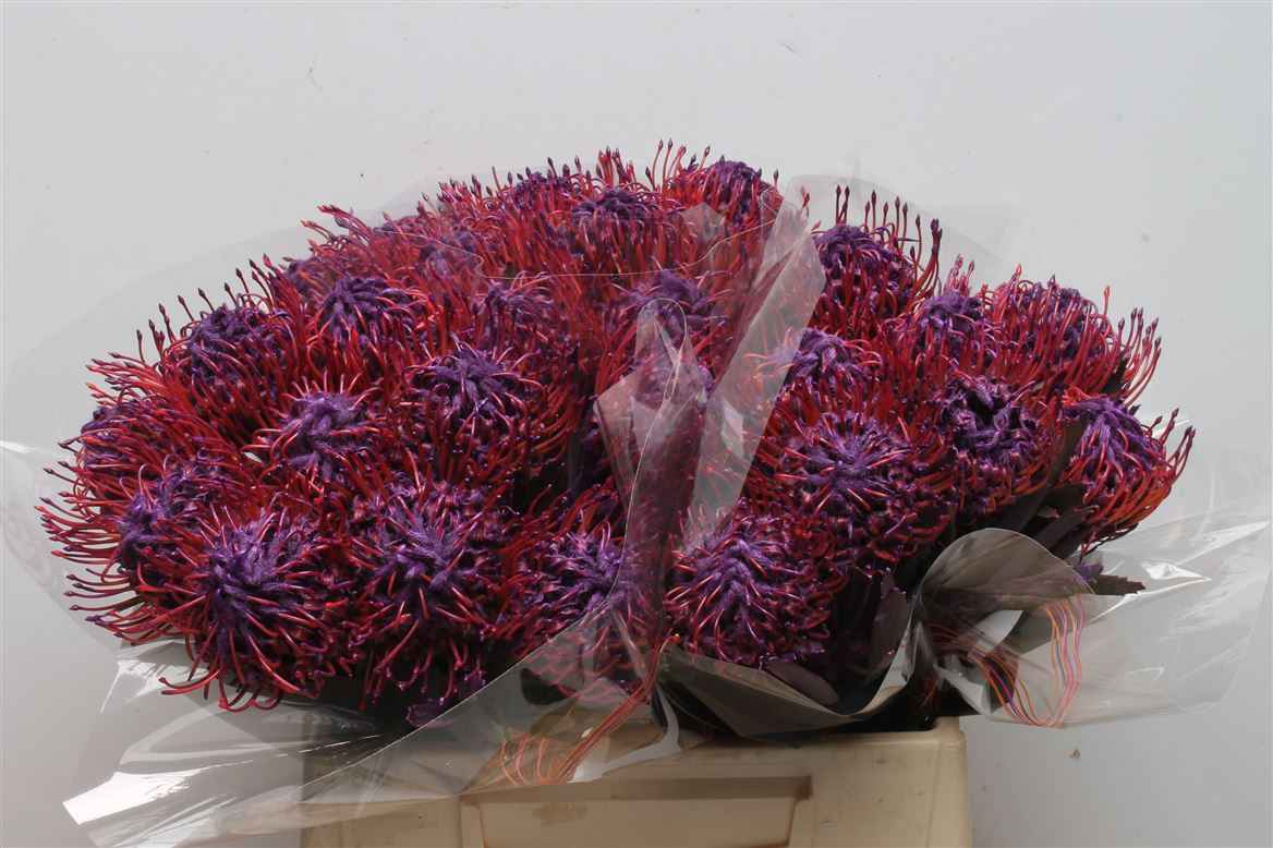 Срезанные цветы оптом Nutans paint lilac dark от 30шт из Голландии с доставкой по России