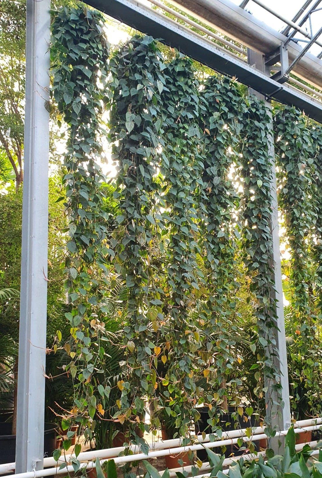 Горшечные цветы и растения оптом Philodendron Scandens Hang от 1шт из Голландии с доставкой по России