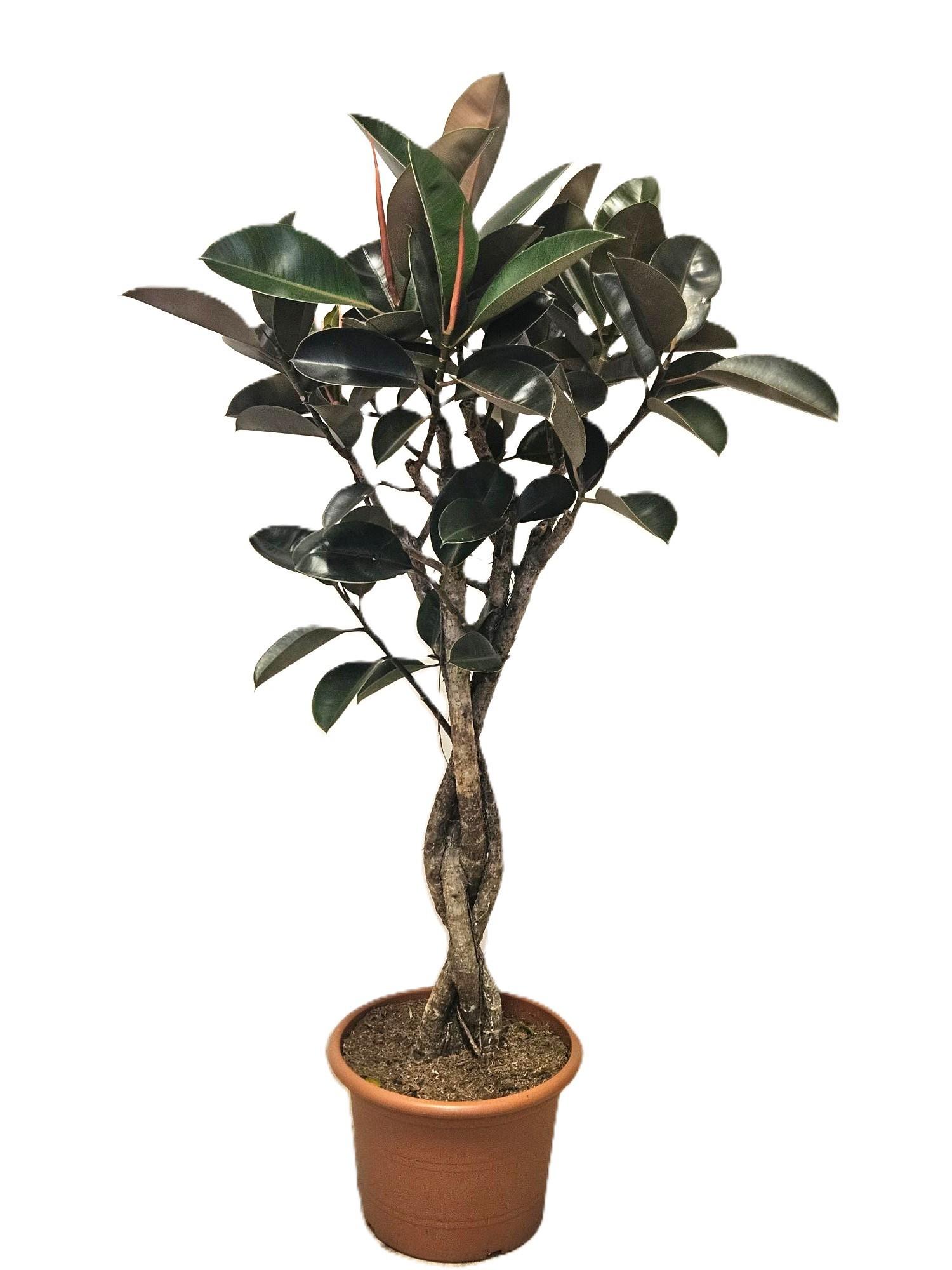 Горшечные цветы и растения оптом Ficus El Burgundy Twisted Stem от 1шт из Голландии с доставкой по России