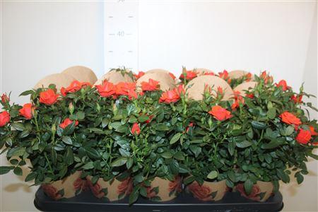 Горшечные цветы и растения оптом Ro Orange Star от 10шт из Голландии с доставкой по России