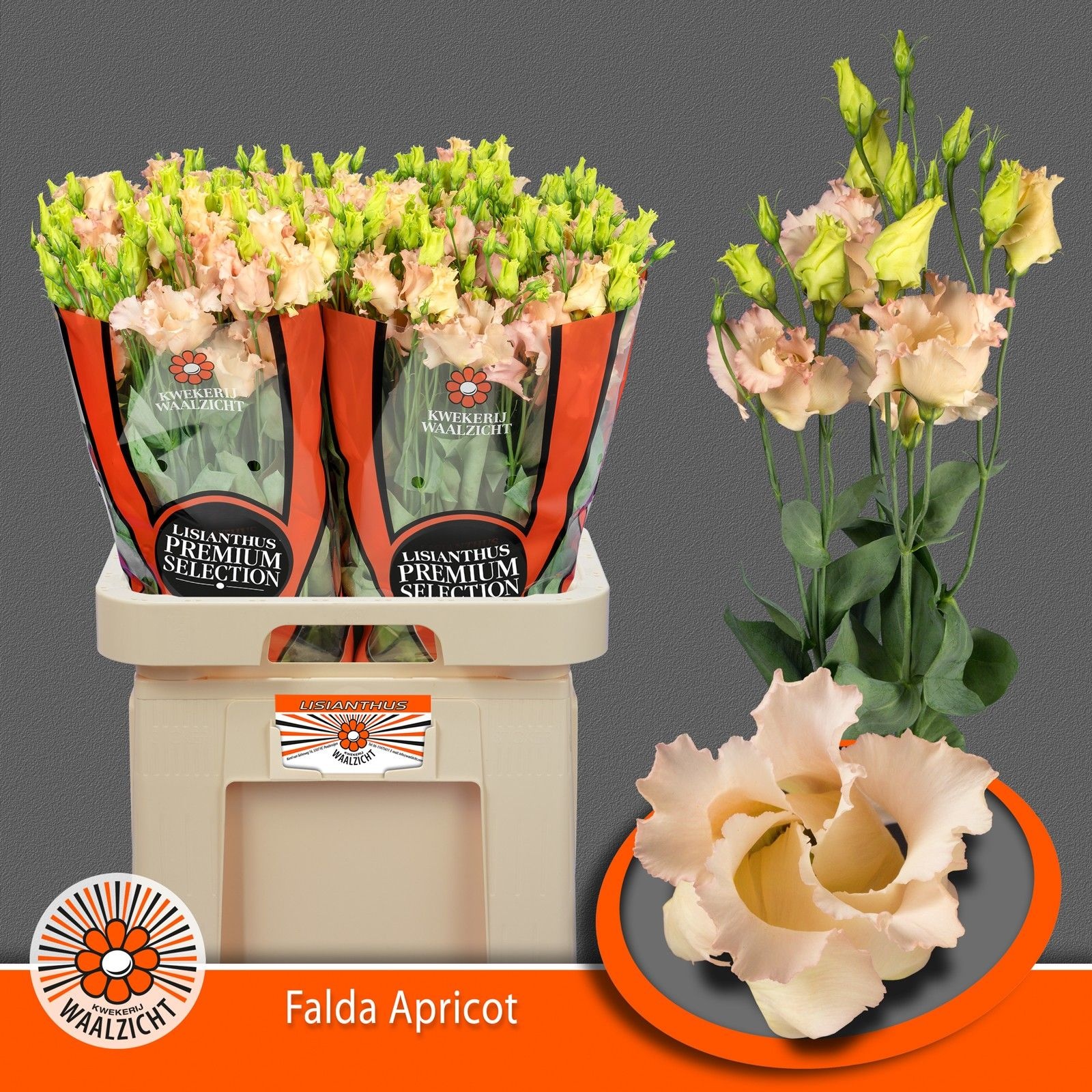Срезанные цветы оптом Lisianthus si falda apricot от 40шт. из Голландии с доставкой по России