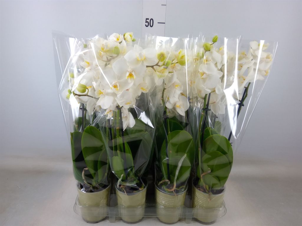 Горшечные цветы и растения оптом Phalaenopsis   ...white от 12шт (для телеги) из Голландии с доставкой по России