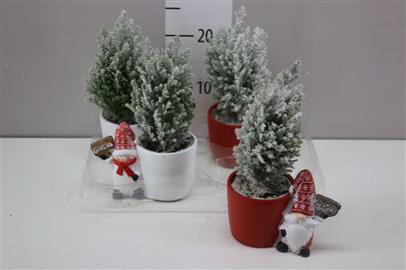 Горшечные цветы и растения оптом Chamaecyparis La Ellwoodii Snow Keramiek Red White от 4шт из Голландии с доставкой по России