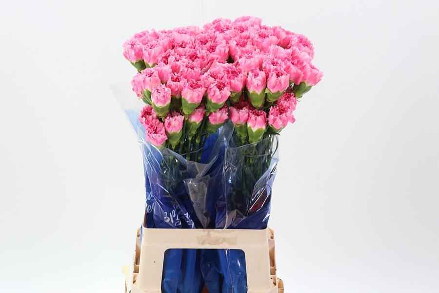 Срезанные цветы оптом Dianthus st dollar от 80шт из Голландии с доставкой по России
