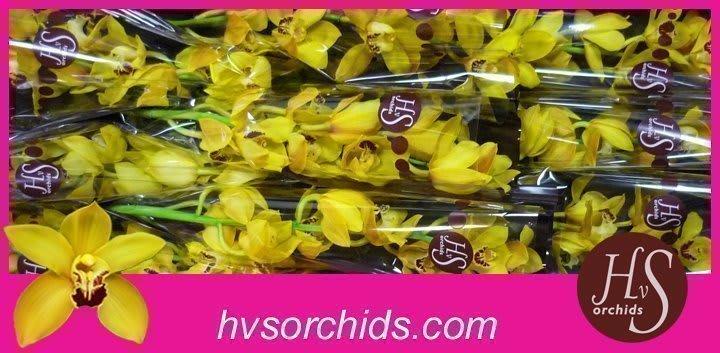 Срезанные цветы оптом Cymbidium yellow cookbridge от 10шт.. из Голландии с доставкой по России
