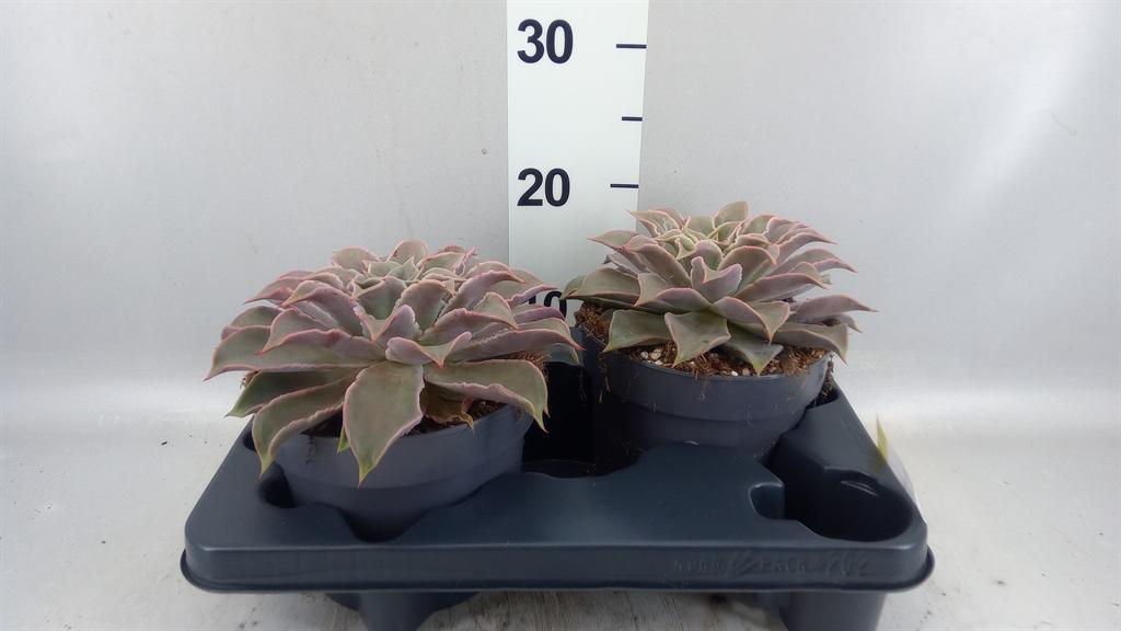 Горшечные цветы и растения оптом Echeveria ... от 2шт из Голландии с доставкой по России