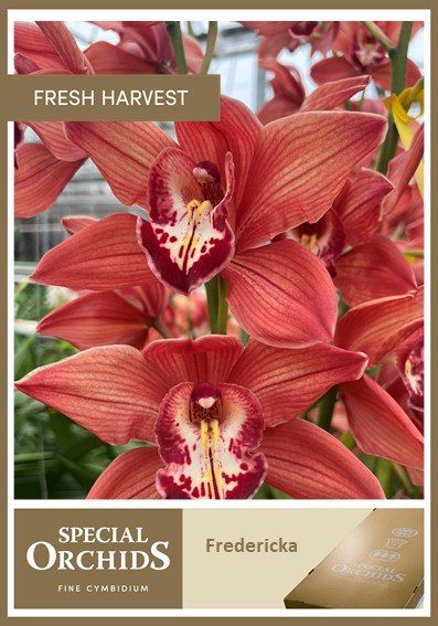 Срезанные цветы оптом Cymbidium red princess fredericka от 12шт. из Голландии с доставкой по России