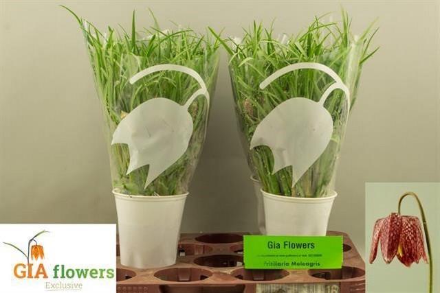 Срезанные цветы оптом Fritillaria meleagris от 150шт из Голландии с доставкой по России