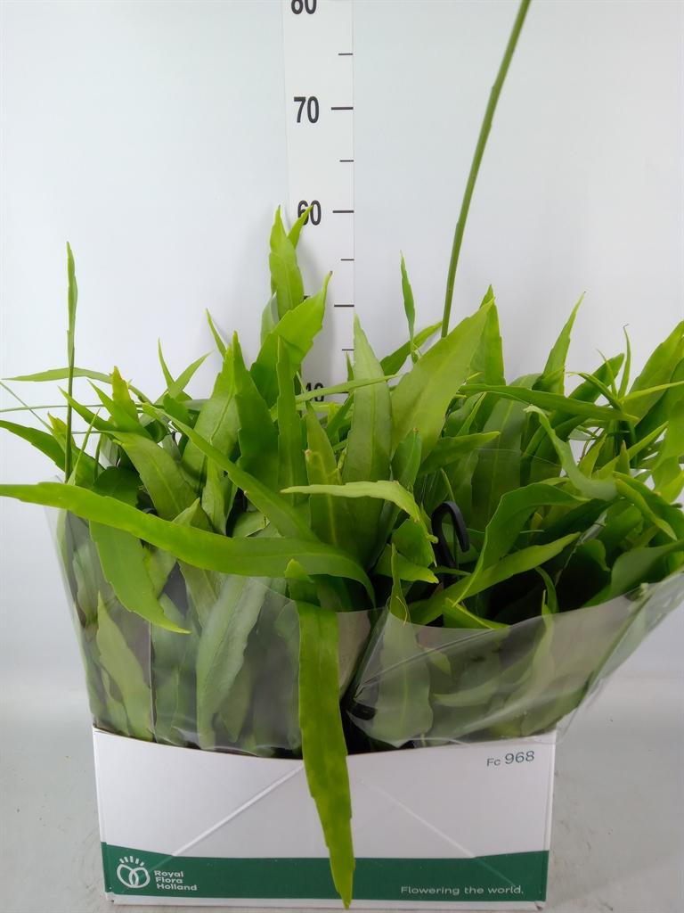 Горшечные цветы и растения оптом Epiphyllum   ... от 5шт из Голландии с доставкой по России