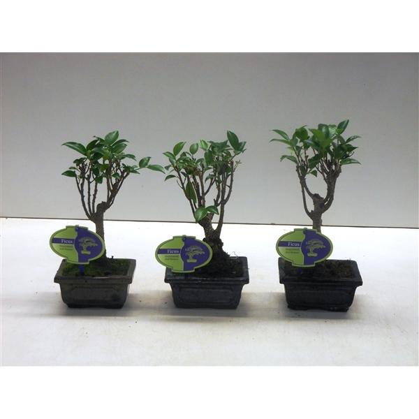 Горшечные цветы и растения оптом Bonsai Ficus Retusa, Without Driptray от 12шт из Голландии с доставкой по России Горшечные цветы и растения оптом Bonsai Ficus Retusa, Without Driptray от 12шт из Голландии с доставкой по России