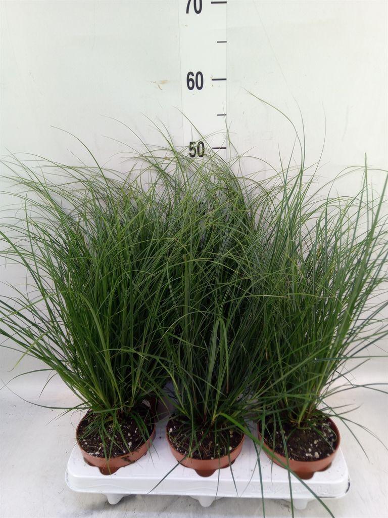 Горшечные цветы и растения оптом Carex Brunnea от 6шт из Голландии с доставкой по России