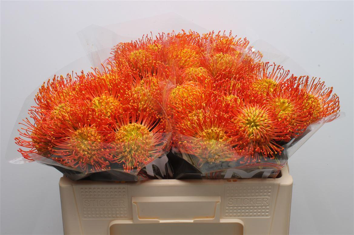 Срезанные цветы оптом Nutans paint yellow от 30шт из Голландии с доставкой по России