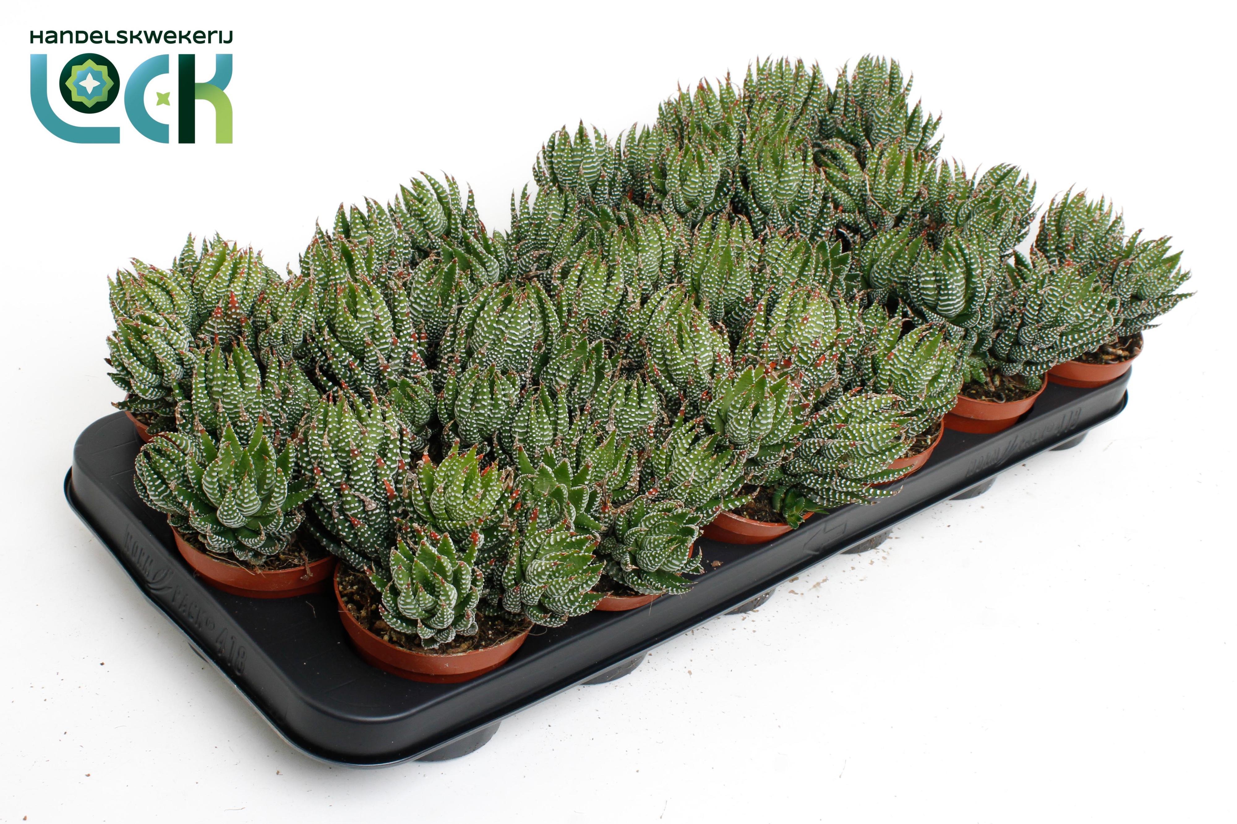 Горшечные цветы и растения оптом Haworthia Zebrina от 18шт (для телеги) из Голландии с доставкой по России