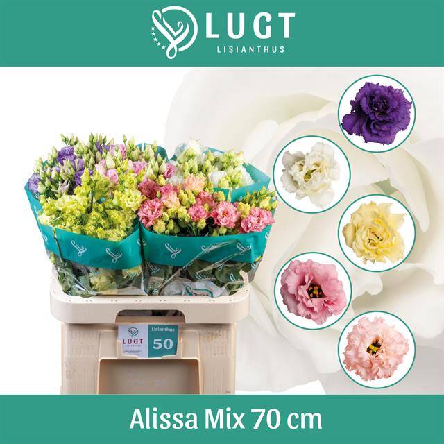 Срезанные цветы оптом Lisianthus do alissa mix in bucket от 40шт. из Голландии с доставкой по России