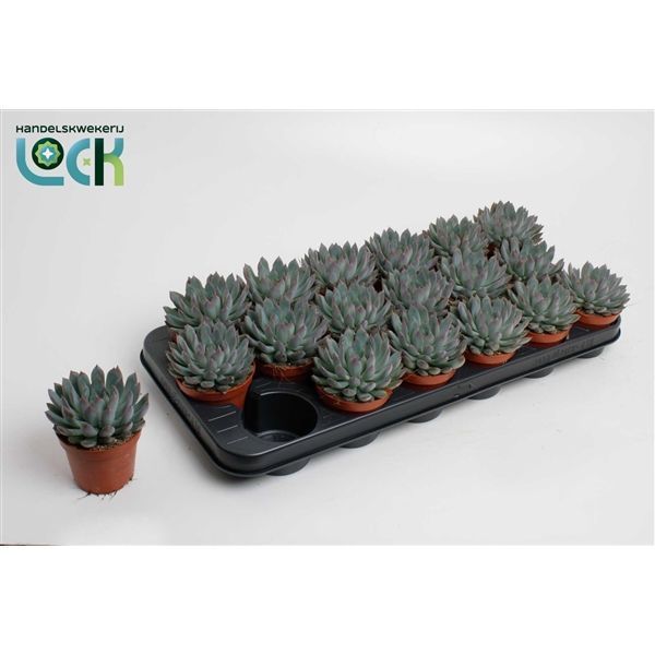 Горшечные цветы и растения оптом Echeveria Pelisuda от 12шт из Голландии с доставкой по России