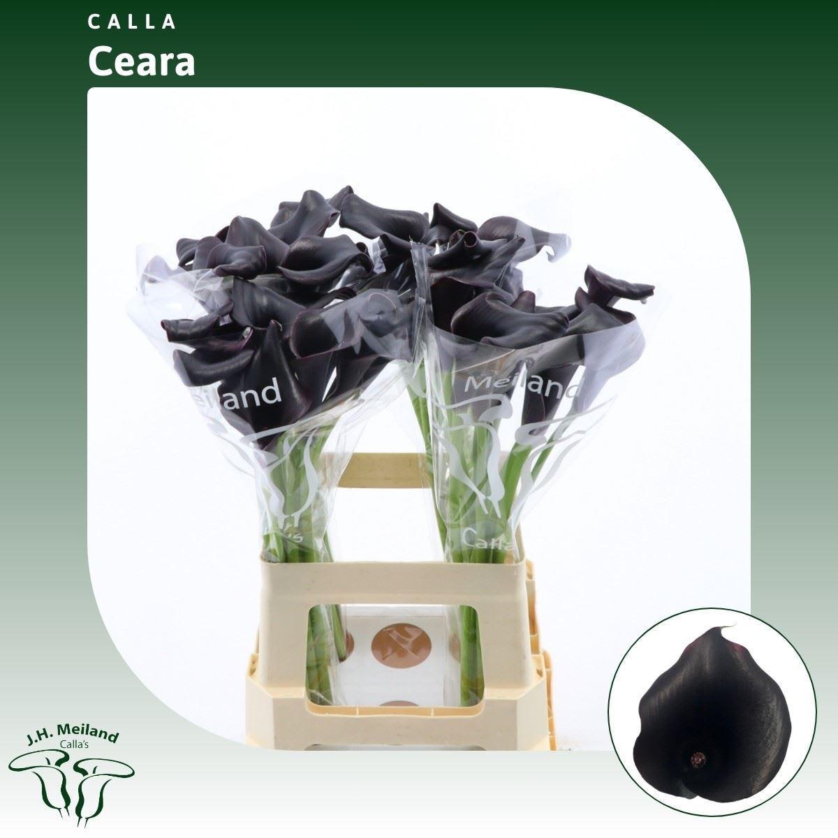 Срезанные цветы оптом Zantedeschia call ceara от 40шт из Голландии с доставкой по России