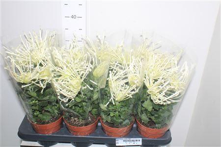 Горшечные цветы и растения оптом Chrys Firewo Cream 3pp от 8шт из Голландии с доставкой по России