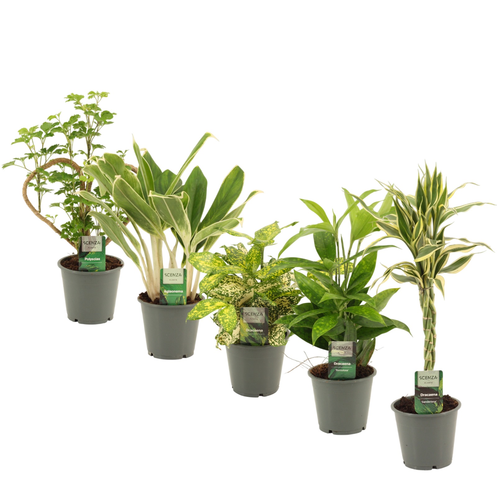 Горшечные цветы и растения оптом Plant Mix Extreme от 10шт из Голландии с доставкой по России