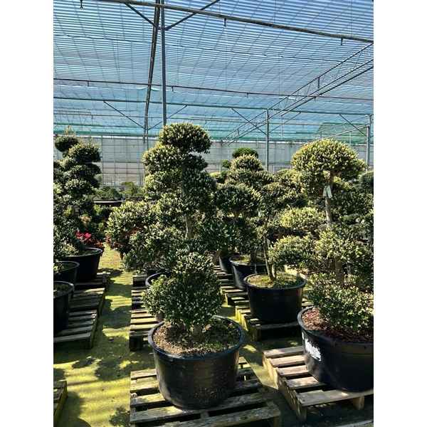 Горшечные цветы и растения оптом Bonsai Ilex Crenata - Garden Tree от 1шт из Голландии с доставкой по России