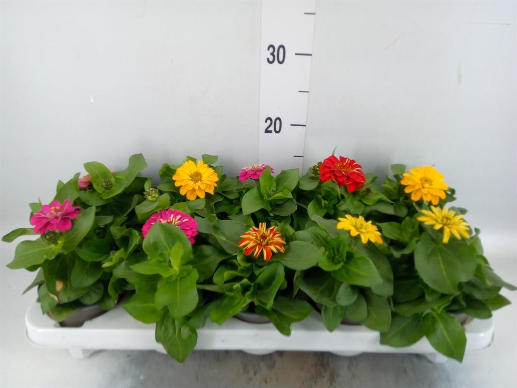 Горшечные цветы и растения оптом Zinnia   ...mix от 10шт из Голландии с доставкой по России
