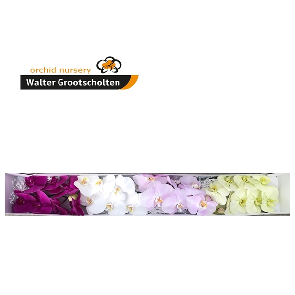 Срезанные цветы оптом Phalaenopsis mix (per flower) от 25шт из Голландии с доставкой по России