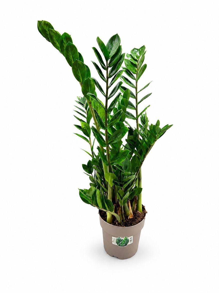 Горшечные цветы и растения оптом Zamioculcas 8+ от 1шт из Голландии с доставкой по России