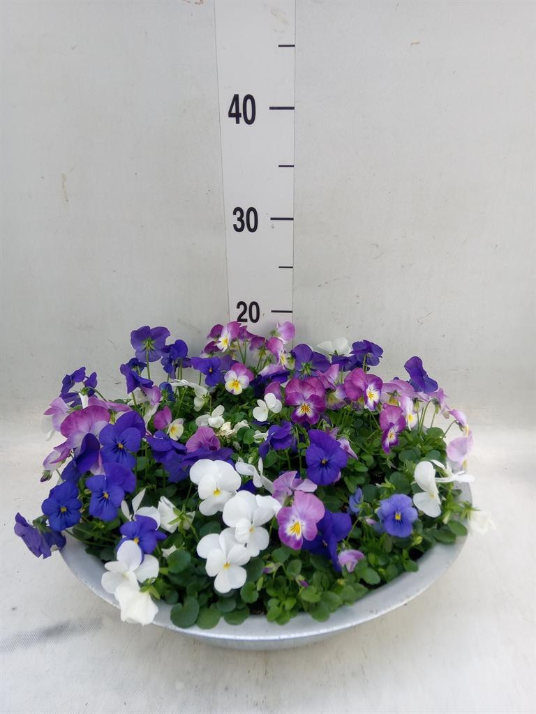 Горшечные цветы и растения оптом Viola Corn.   ...mix от 1шт (для телеги) из Голландии с доставкой по России