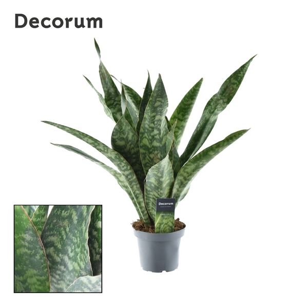 Горшечные цветы и растения оптом Sansevieria Aubrytniana Dragon (decorum) от 7шт из Голландии с доставкой по России