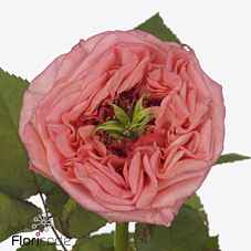 Срезанные цветы оптом Rosa la garden new design от 20шт из Голландии с доставкой по России