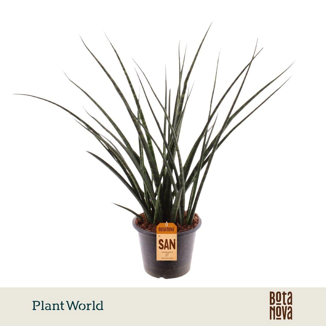 Горшечные цветы и растения оптом Sansevieria Fernwood от 5шт из Голландии с доставкой по России