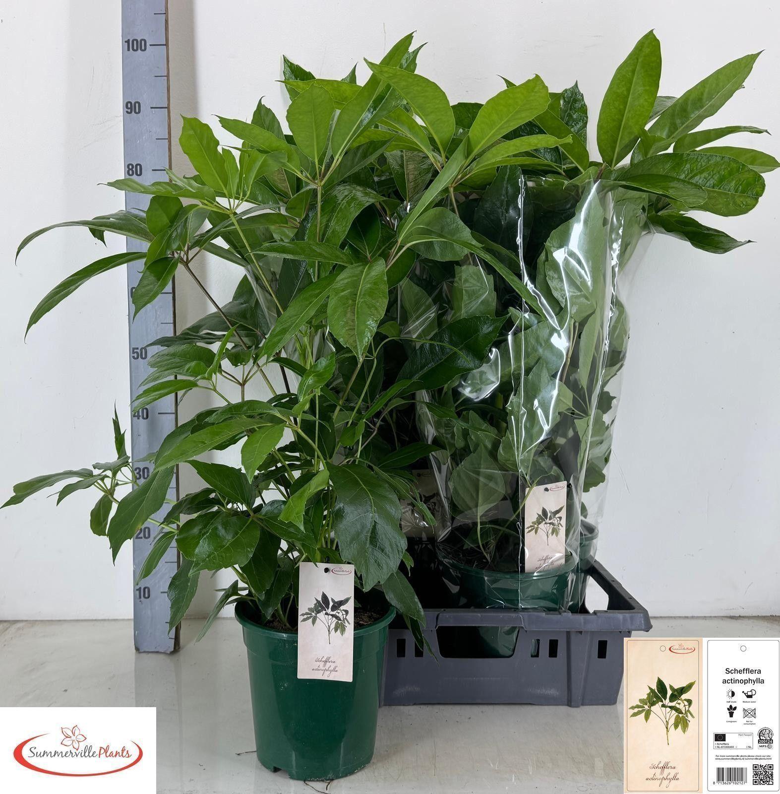 Горшечные цветы и растения оптом Schef Actinophylla от 4шт из Голландии с доставкой по России