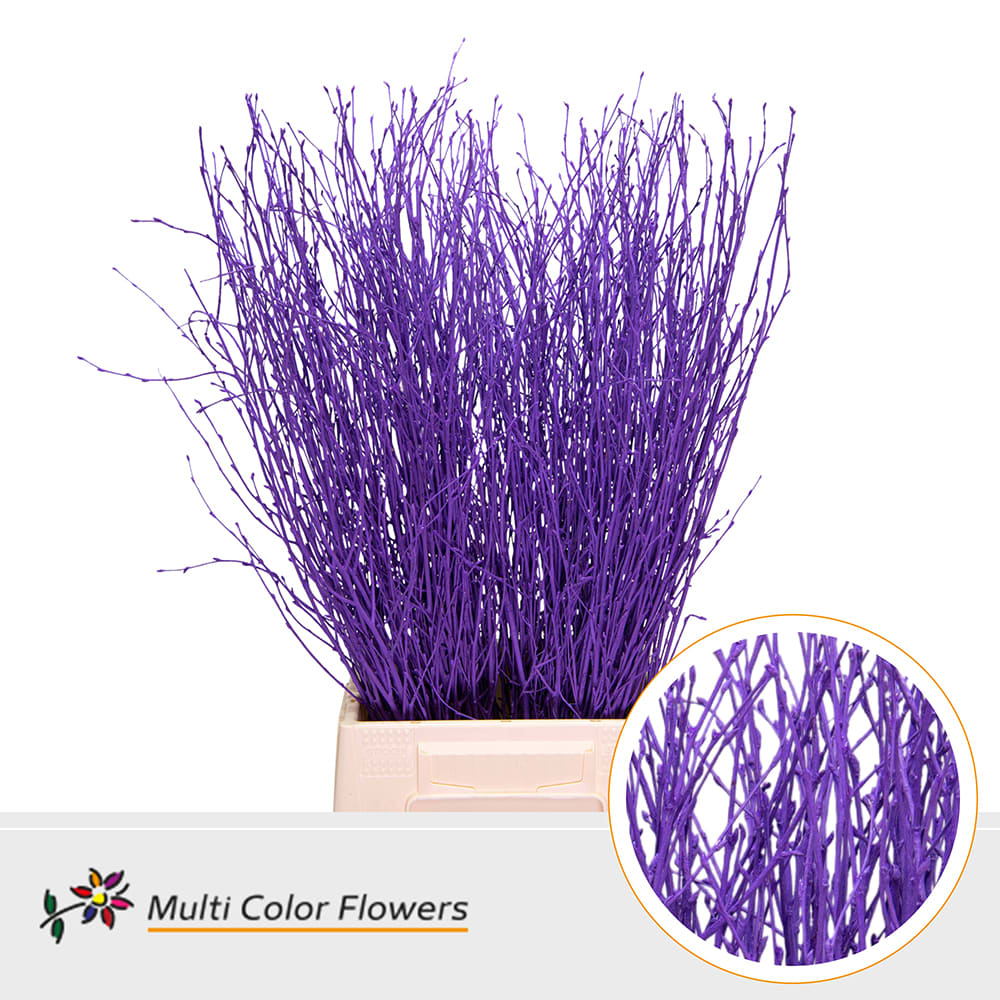 Срезанные цветы оптом Betula paint lilac dark от 100шт.. из Голландии с доставкой по России