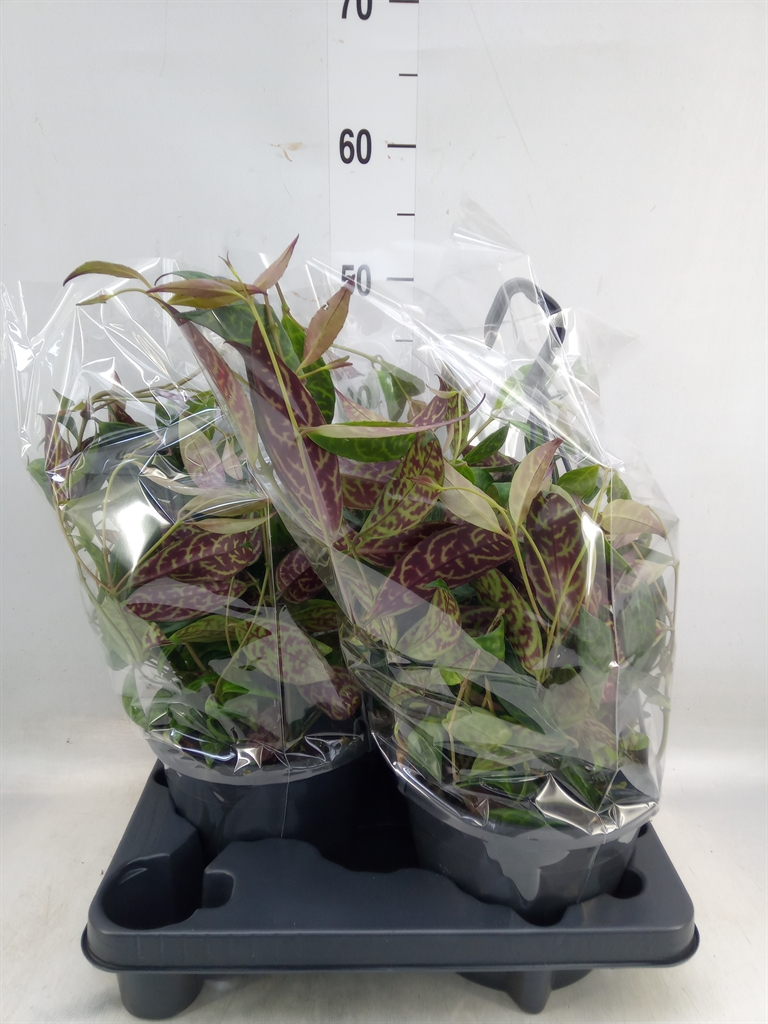 Горшечные цветы и растения оптом Aeschynanthus Marmoratus от 2шт из Голландии с доставкой по России