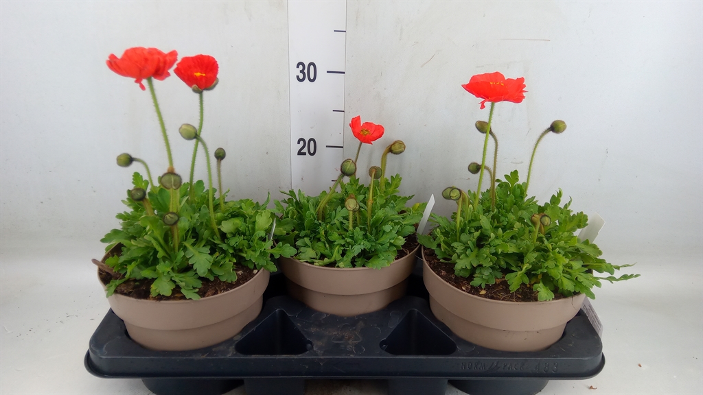 Горшечные цветы и растения оптом Papaver Nudic. от 3шт из Голландии с доставкой по России