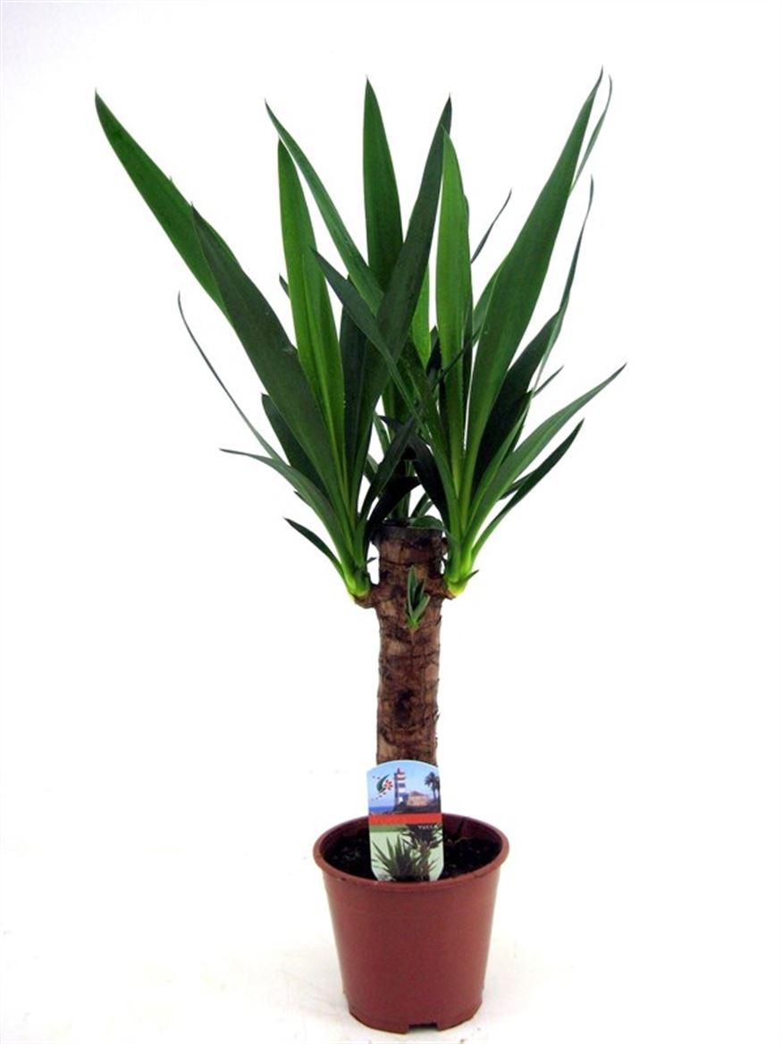 Горшечные цветы и растения оптом Yucca 90-45-20 2+ от 1шт из Голландии с доставкой по России